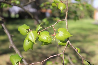 Tilia mongolica - lípa mongolská - listy jaro